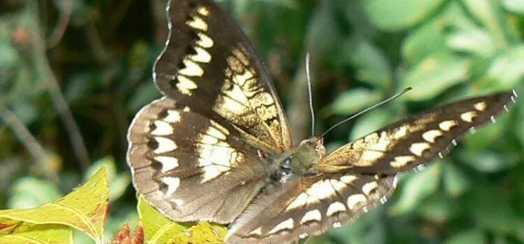 Le Mozambique protège sa « forêt de papillons » Le Mozambique protège sa « forêt de papillons »